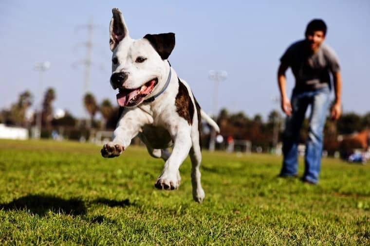 4 solutions efficaces pour empêcher votre chien de fuguer