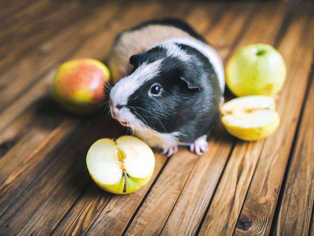 5 informations à savoir avant d’adopter un cochon d’Inde