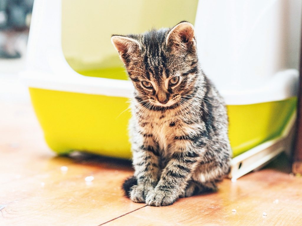 « Mon chat ne fait pas ses besoins dans sa litière : que faire? »