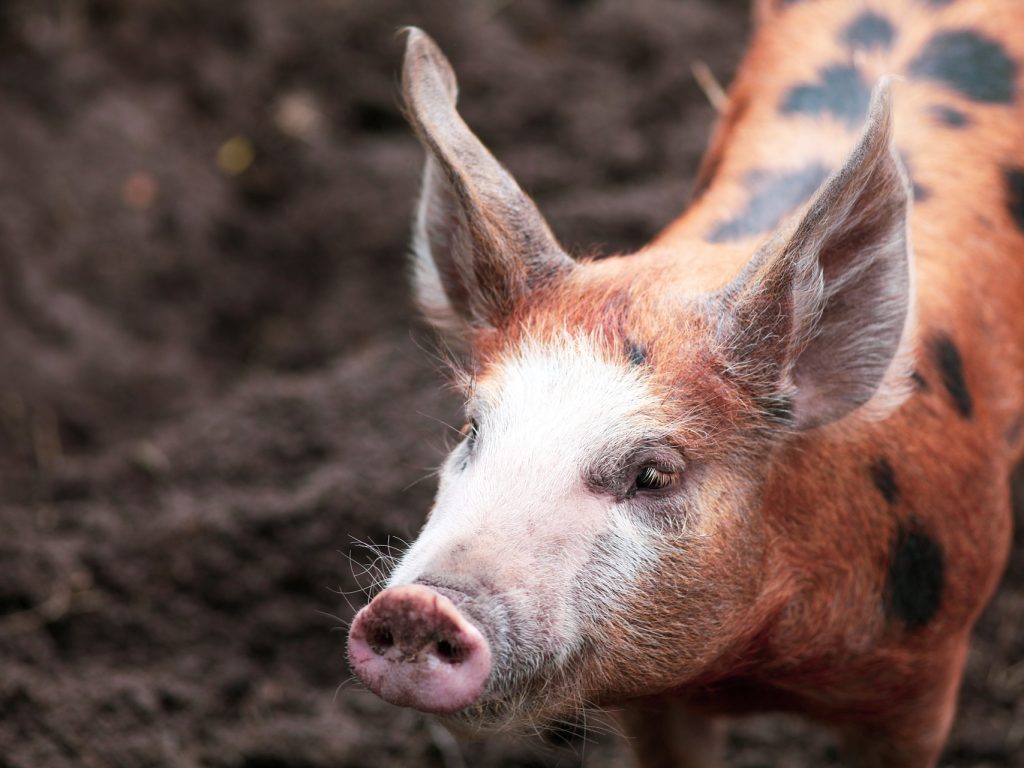 Bientôt des cochons miniatures dans les maisons à Gatineau?