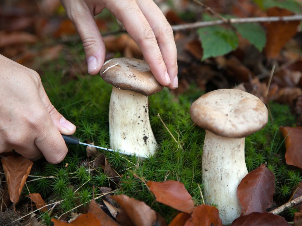 Champignons sauvage se faisant couper pour être garder