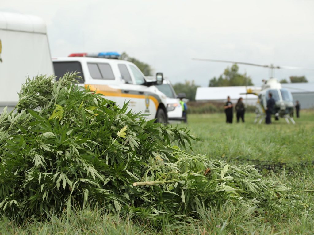 La SQ demande l’aide du public pour contrer la production illégale de cannabis