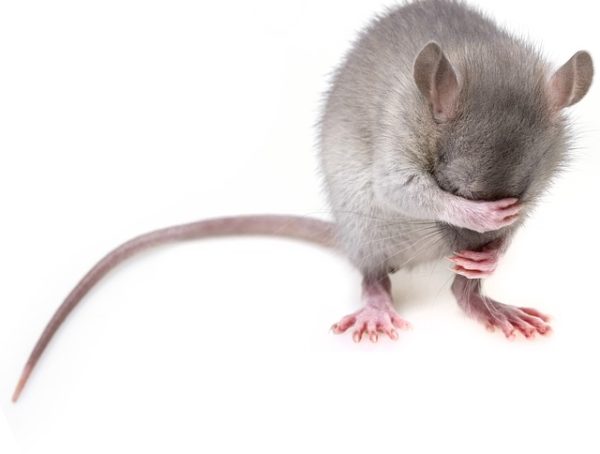 Comment prévenir & éviter une infestation de rats & de souris