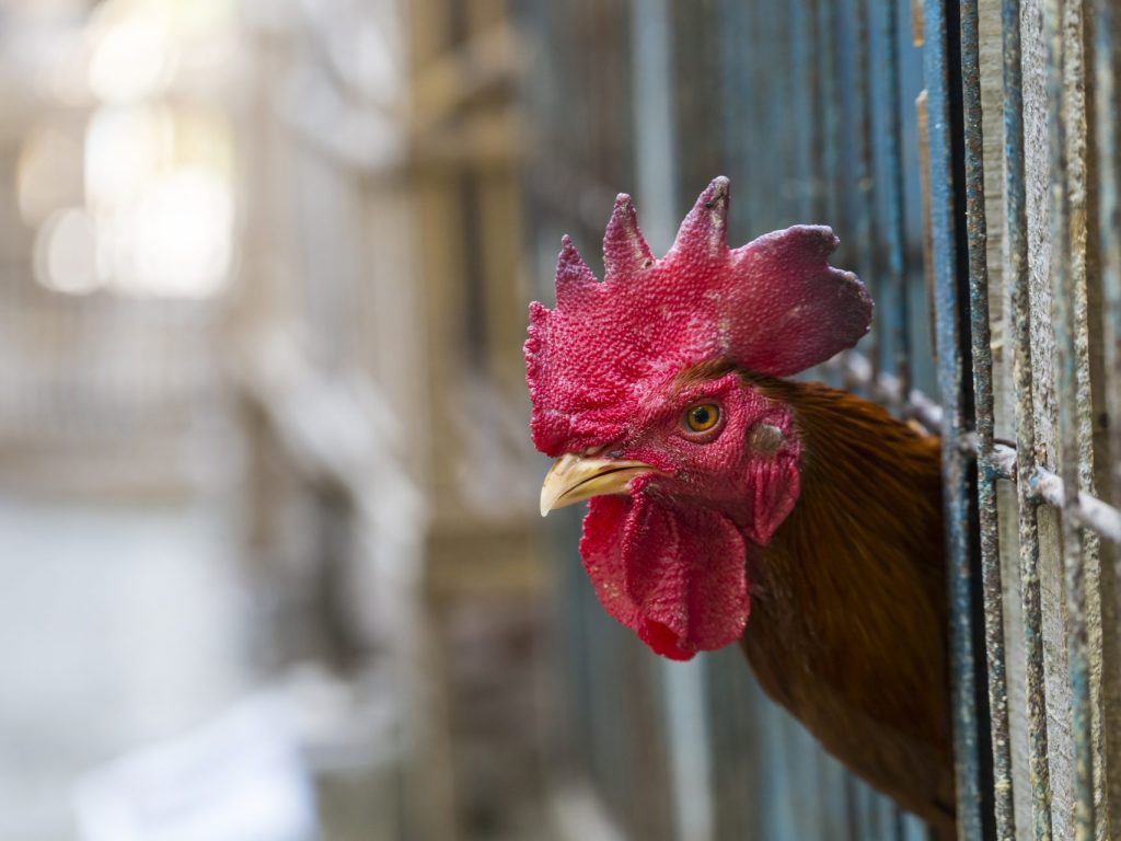 Un cas de grippe aviaire « hautement pathogène » détecté à Saint-André-Avellin
